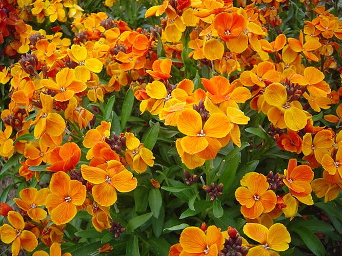 Erysimum cheiri © <a href="//commons.wikimedia.org/wiki/User:David.Monniaux" title="User:David.Monniaux">David Monniaux</a>