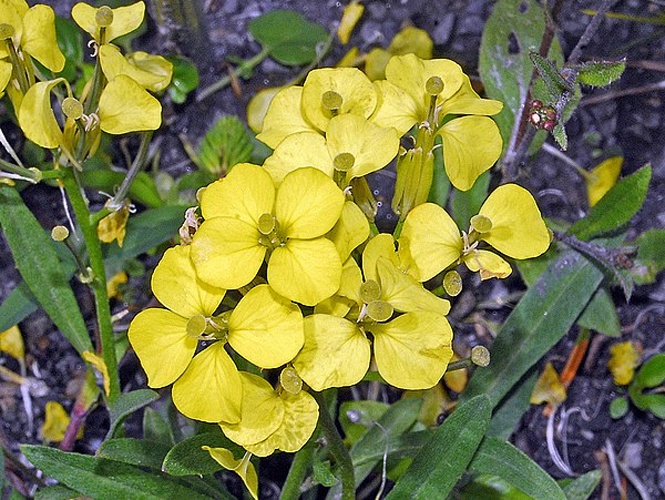 Erysimum jugicola © <a href="//commons.wikimedia.org/wiki/User:Hectonichus" title="User:Hectonichus">Hectonichus</a>