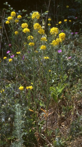 Erysimum odoratum &copy; <a href="//commons.wikimedia.org/wiki/User:Franz_Xaver" title="User:Franz Xaver">Franz Xaver</a>