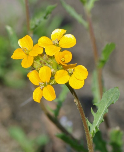 Erysimum rhaeticum &copy; <a href="//commons.wikimedia.org/wiki/User:Chrumps" title="User:Chrumps">Chrumps</a>