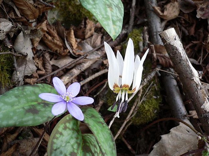 Erythronium dens-canis © <a href="https://en.wikipedia.org/wiki/User:Antone" class="extiw" title="wikipedia:User:Antone">Antone</a> at <a href="https://en.wikipedia.org/wiki/" class="extiw" title="wikipedia:">English Wikipedia</a>