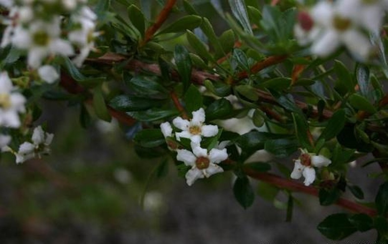 Escallonia rubra © <a href="//commons.wikimedia.org/wiki/User:Sten" title="User:Sten">Sten Porse</a>