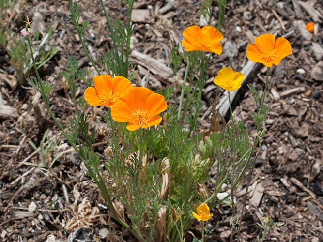 Eschscholzia californica &copy; <a href="//commons.wikimedia.org/wiki/User:Kaldari" title="User:Kaldari">Kaldari</a>