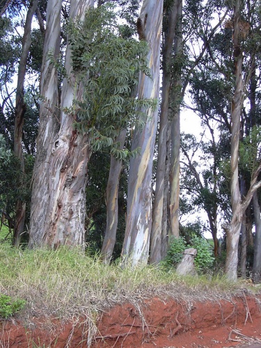 Eucalyptus globulus © <a rel="nofollow" class="external text" href="http://www.hear.org/starr/">Forest &amp; Kim Starr</a>