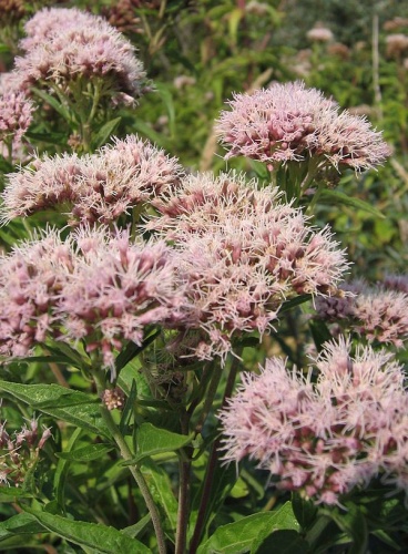 Eupatorium cannabinum &copy; Photo by <a href="//commons.wikimedia.org/wiki/User:Svdmolen" title="User:Svdmolen">Svdmolen</a>