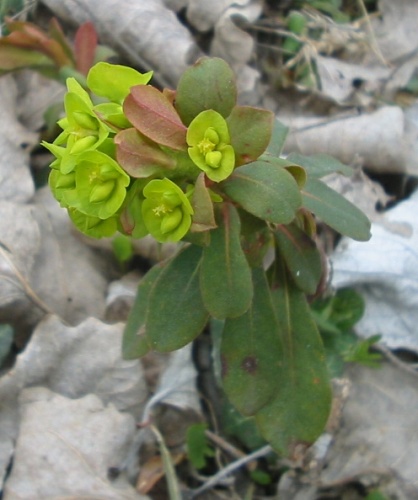 Euphorbia amygdaloides © No machine-readable author provided. <a href="//commons.wikimedia.org/wiki/User:Bogdan" title="User:Bogdan">Bogdan</a> assumed (based on copyright claims).