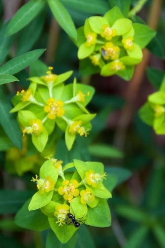 Euphorbia angulata © <a rel="nofollow" class="external text" href="https://www.flickr.com/photos/pauljill/">Paul Asman and Jill Lenoble</a>