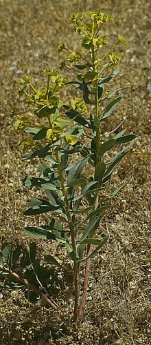 Euphorbia biumbellata © <a href="//commons.wikimedia.org/wiki/User:Ziegler175" title="User:Ziegler175">Ziegler175</a>