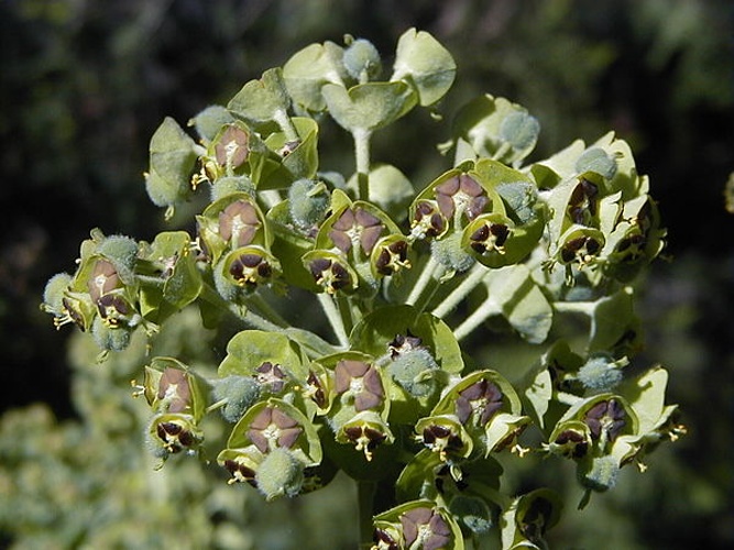 Euphorbia characias © A. Barra