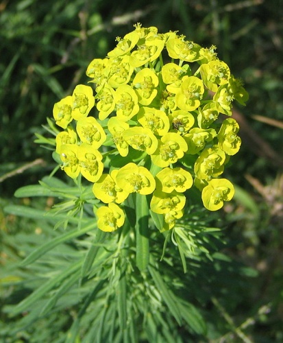 Euphorbia cyparissias © No machine-readable author provided. <a href="//commons.wikimedia.org/wiki/User:Bogdan" title="User:Bogdan">Bogdan</a> assumed (based on copyright claims).