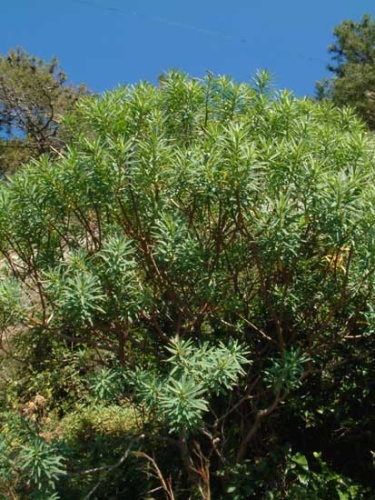 Euphorbia dendroides © 