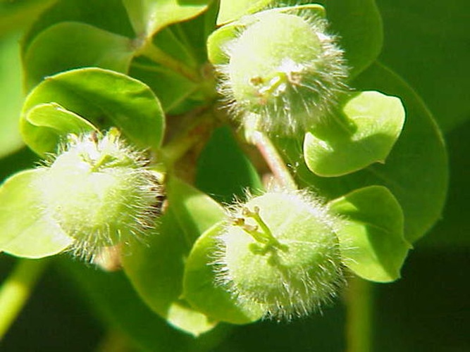 Euphorbia dulcis © Kurt Stüber <a rel="nofollow" class="external autonumber" href="http://www.kurtstueber.de/">[1]</a>