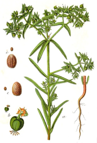 Euphorbia exigua © Johann Georg Sturm (Painter: <a href="https://en.wikipedia.org/wiki/Jacob_Sturm" class="extiw" title="en:Jacob Sturm">Jacob Sturm</a>)
