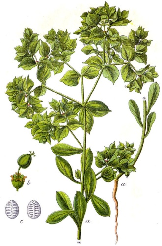 Euphorbia falcata © Johann Georg Sturm (Painter: <a href="https://en.wikipedia.org/wiki/Jacob_Sturm" class="extiw" title="en:Jacob Sturm">Jacob Sturm</a>)