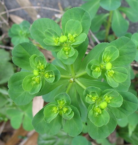 Euphorbia helioscopia © <a href="//commons.wikimedia.org/w/index.php?title=User:Sphl&amp;action=edit&amp;redlink=1" class="new" title="User:Sphl (page does not exist)">Sphl</a>