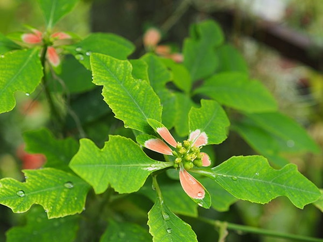 Euphorbia heterophylla © <a href="//commons.wikimedia.org/w/index.php?title=User:Psumuseum&amp;action=edit&amp;redlink=1" class="new" title="User:Psumuseum (page does not exist)">Psumuseum</a>