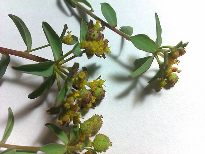 Euphorbia hirsuta &copy; <a href="//commons.wikimedia.org/w/index.php?title=User:Jorchtfcvcjf&amp;action=edit&amp;redlink=1" class="new" title="User:Jorchtfcvcjf (page does not exist)">Jorchtfcvcjf</a>