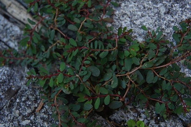 Euphorbia humifusa © Benjamin Zwittnig