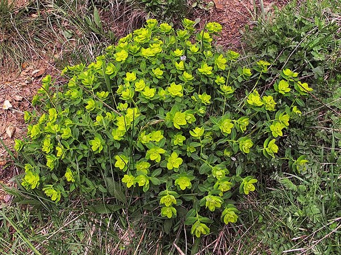 Euphorbia hyberna © <a rel="nofollow" class="external text" href="https://www.flickr.com/people/70626035@N00">jacinta lluch valero</a> from madrid * barcelona...., (España-Spain)