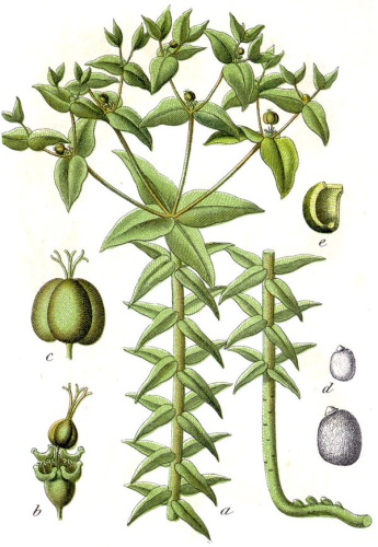 Euphorbia lathyris © Johann Georg Sturm (Painter: <a href="https://en.wikipedia.org/wiki/Jacob_Sturm" class="extiw" title="en:Jacob Sturm">Jacob Sturm</a>)