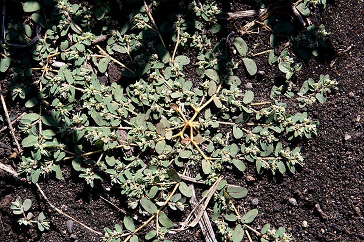Euphorbia maculata © <a href="https://en.wikipedia.org/wiki/User:Hardyplants" class="extiw" title="wikipedia:User:Hardyplants">Hardyplants</a> at <a href="https://en.wikipedia.org/wiki/" class="extiw" title="wikipedia:">English Wikipedia</a>