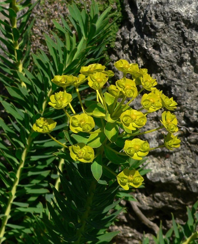 Euphorbia nicaeensis © <a href="//commons.wikimedia.org/wiki/User:Stan_Shebs" title="User:Stan Shebs">Stan Shebs</a>