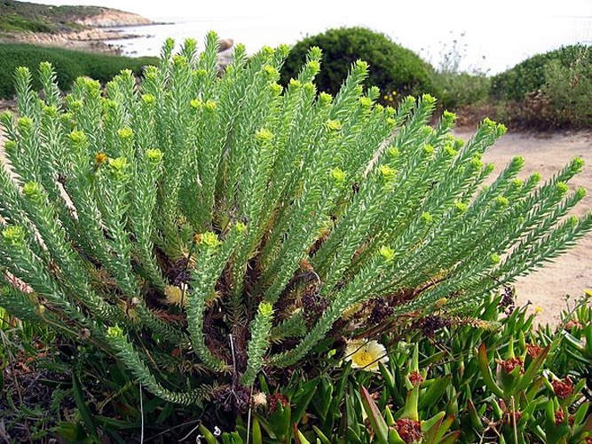 Euphorbia paralias © <a href="//commons.wikimedia.org/wiki/User:Tigerente" title="User:Tigerente">User:Tigerente</a>
