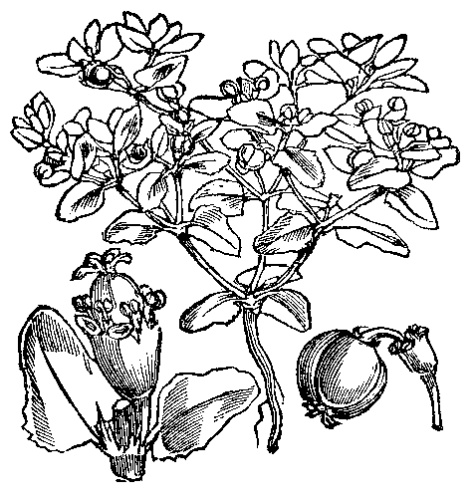 Euphorbia peplis &copy; Martin Cilenšek