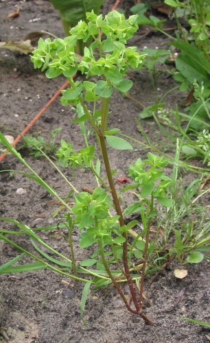 Euphorbia peplus © <a href="//commons.wikimedia.org/wiki/User:Rasbak" title="User:Rasbak">Rasbak</a>