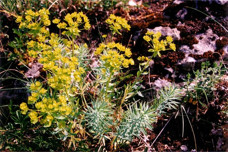 Euphorbia seguieriana © jean-claude LINCKER