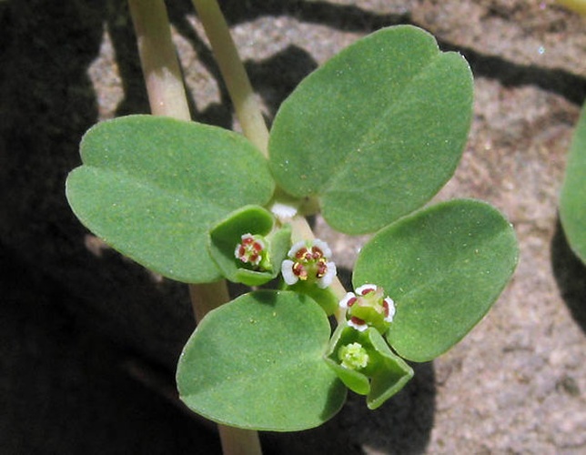 Euphorbia serpens © Anthony Valois and the National Park Service