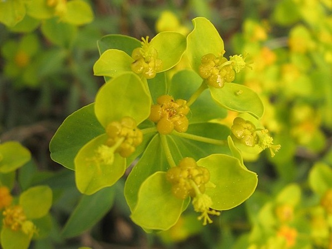 Euphorbia spinosa © <a href="//commons.wikimedia.org/wiki/User:Fornaeffe" title="User:Fornaeffe">Luca Fornasari</a>