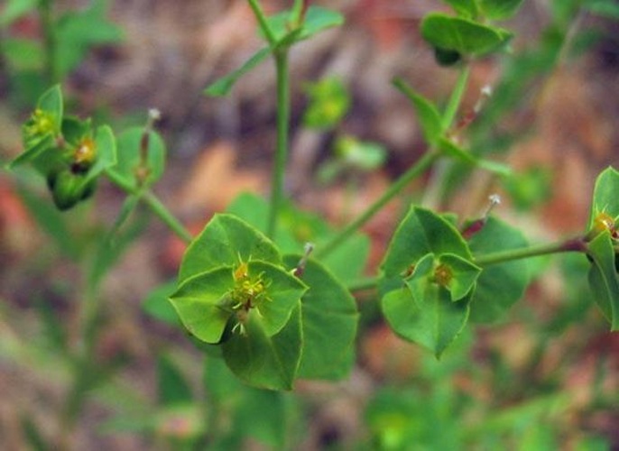 Euphorbia terracina © <span lang="en">Unknown</span>