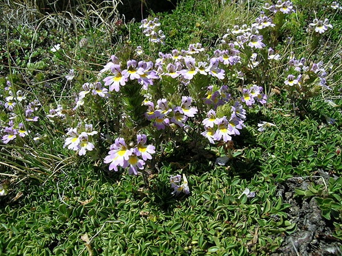 Euphrasia alpina © No machine-readable author provided. <a href="//commons.wikimedia.org/w/index.php?title=User:Thommybe&amp;action=edit&amp;redlink=1" class="new" title="User:Thommybe (page does not exist)">Thommybe</a> assumed (based on copyright claims).