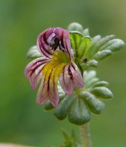 Euphrasia hirtella © <a href="//commons.wikimedia.org/wiki/User:BerndH" title="User:BerndH">BerndH</a>