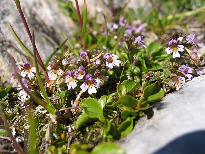Euphrasia minima &copy; <a href="//commons.wikimedia.org/wiki/User:Tigerente" title="User:Tigerente">User:Tigerente</a>