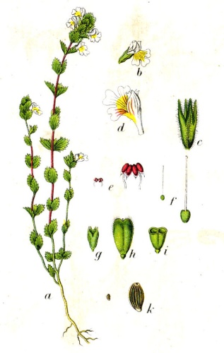 Euphrasia nemorosa &copy; Johann Georg Sturm (Painter: <a href="https://en.wikipedia.org/wiki/Jacob_Sturm" class="extiw" title="en:Jacob Sturm">Jacob Sturm</a>)