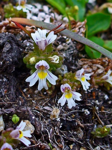 Euphrasia picta &copy; H. Zell