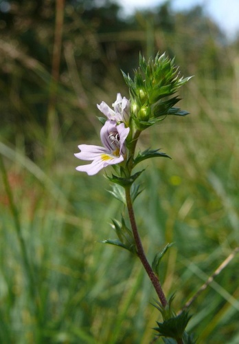 Euphrasia stricta &copy; <a href="//commons.wikimedia.org/wiki/User:BerndH" title="User:BerndH">Bernd Haynold</a>