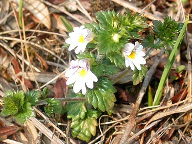 Euphrasia tetraquetra &copy; 