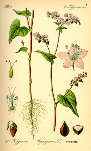 Fagopyrum esculentum © 