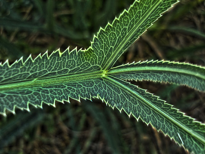 Falcaria vulgaris © <a href="//commons.wikimedia.org/wiki/User:Fornax" title="User:Fornax">Fornax</a>