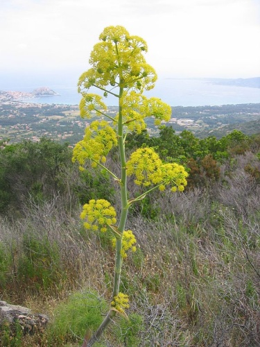 Ferula communis © 