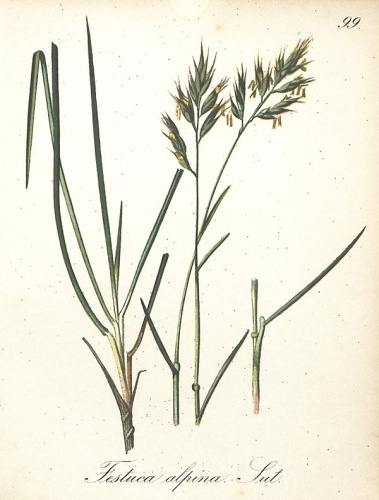 Festuca alpina &copy; Graf, Ferdinand; Petrasch, Joh.; Seboth, Joseph