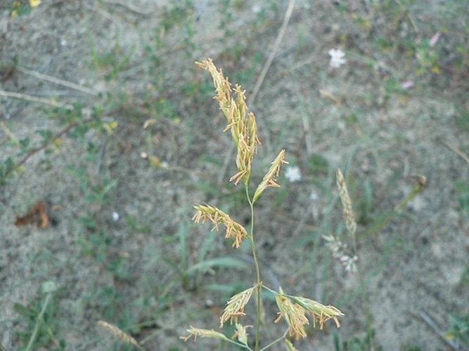 Festuca arenaria &copy; Mathieu MENAND