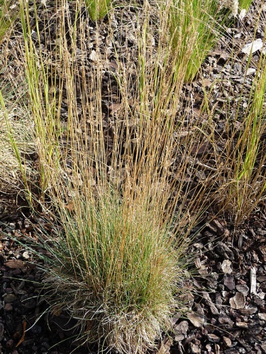 Festuca arvernensis &copy; <table style="margin: 1.5em auto; width:60%; background-color:#CCCCCC; border:2px solid #aaaaaa; padding:1px;" cellspacing="10"><tbody><tr>
<td align="center">
<a href="//commons.wikimedia.org/wiki/File:Dialog-warning.svg" class="image"><img alt="Dialog-warning.svg" src="https://upload.wikimedia.org/wikipedia/commons/thumb/6/6e/Dialog-warning.svg/80px-Dialog-warning.svg.png" decoding="async" width="80" height="80" srcset="https://upload.wikimedia.org/wikipedia/commons/thumb/6/6e/Dialog-warning.svg/120px-Dialog-warning.svg.png 1.5x, https://upload.wikimedia.org/wikipedia/commons/thumb/6/6e/Dialog-warning.svg/160px-Dialog-warning.svg.png 2x" data-file-width="48" data-file-height="48"></a>
</td>
<td>
<b>This illustration</b> <b>was made by</b> <i><b><a href="//commons.wikimedia.org/wiki/User:Citron" title="User:Citron"><b>Citron</b></a></b></i>
<p>You must credit this : <i>Citron / CC-BY-SA-3.0</i>
</p>
</td>
</tr></tbody></table>