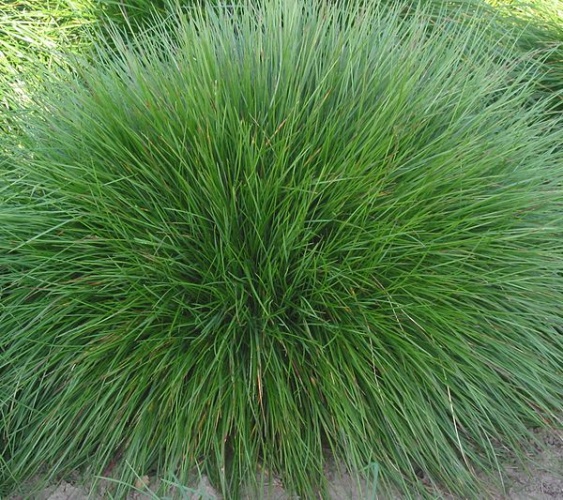 Festuca nigrescens &copy; <a href="//commons.wikimedia.org/wiki/User:Rasbak" title="User:Rasbak">Rasbak</a>