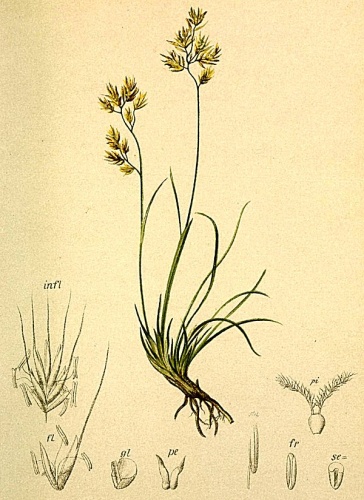 Festuca quadriflora &copy; Anton Hartinger