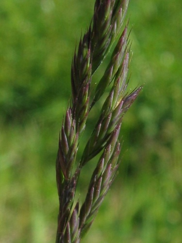 Festuca rubra © Kristian Peters -- <a href="//commons.wikimedia.org/wiki/User:Fabelfroh" title="User:Fabelfroh">Fabelfroh</a> 12:31, 9 September 2006 (UTC)