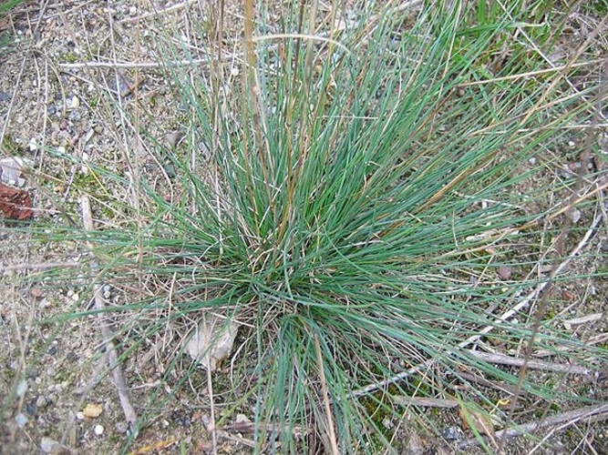 Festuca trichophylla &copy; Kristian Peters -- <a href="//commons.wikimedia.org/wiki/User:Fabelfroh" title="User:Fabelfroh">Fabelfroh</a> 12:59, 19 November 2006 (UTC)